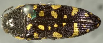 Media type: image;   Entomology 24429 Aspect: habitus dorsal view